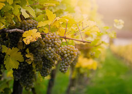 Goldener Herbst in der Wachau von Gayane Nakada