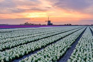 Champs de bulbes néerlandais en fleurs sur eric van der eijk
