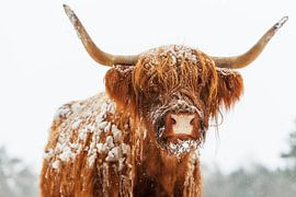 Scottish Highlander cattle in the snow during winter by Sjoerd van der Wal Photography