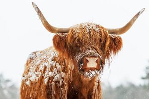 Schottische Highlander-Rinder im Winter im Schnee