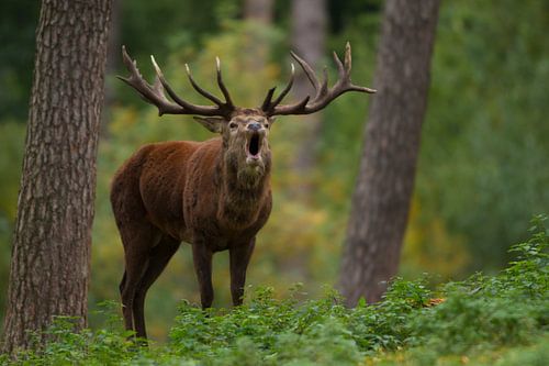 Bronstig Edelhert in boslandschap met varens