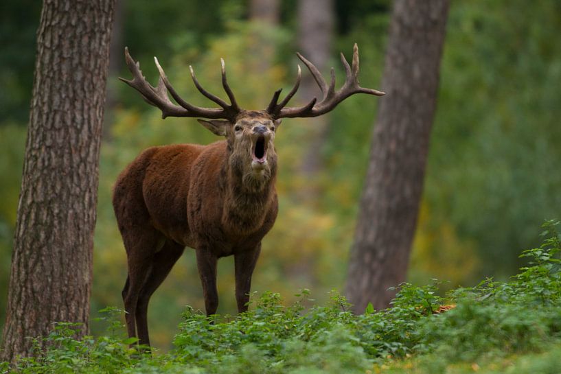 Bronstig Edelhert in boslandschap met varens van Jeroen Stel
