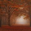 Dreamy ,foggy  autumn forest . Awarded. van Saskia Dingemans