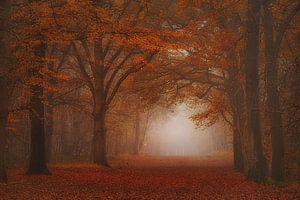 Verträumter, nebliger Herbstwald.