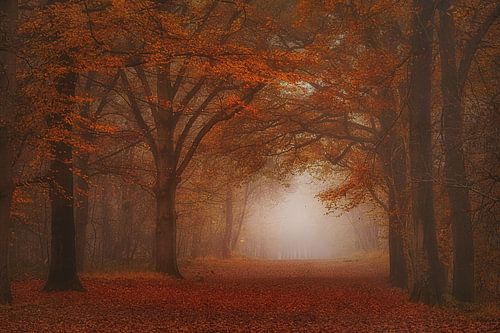 Dreamy ,foggy  autumn forest . Awarded.