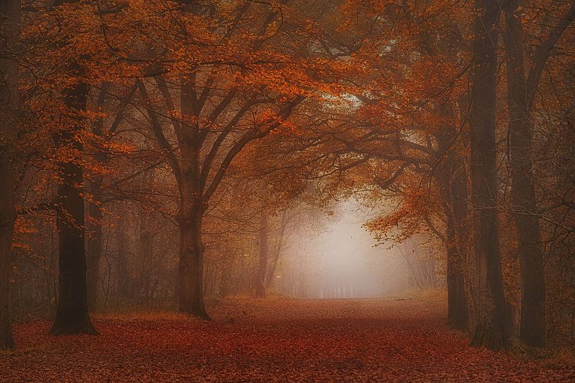 Dreamy ,foggy  autumn forest . Awarded. van Saskia Dingemans Awarded Photographer