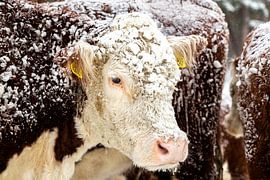 Winter in Nederland. Rijssen en omstreken. van Albert ten Hove