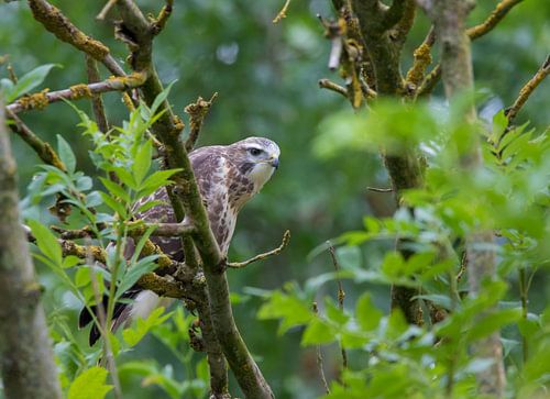 Buzzard