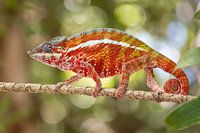 Panther chameleon (Furcifer pardalis)