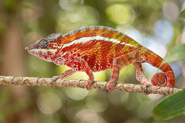 Kameleon (Furcifer pardalis) van Tessa Mulder