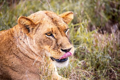 Lion licking his mouth, game drive in Kenya Africa