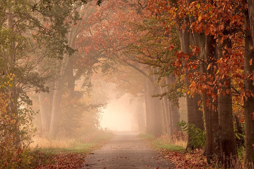 Hêtres en automne au lever du soleil par Francis Dost