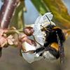 hommel op kersenbloesem sur George Burggraaff