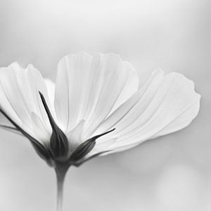 Cosmea