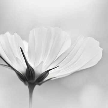 Cosmea van Violetta Honkisz