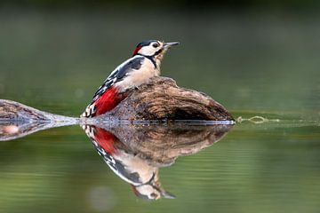 Great spotted woodpecker on a branch reflected in the water