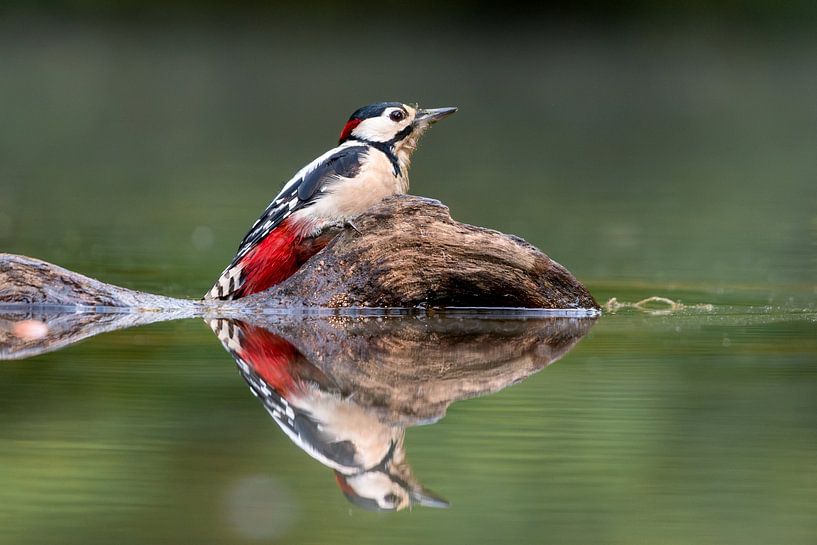Buntspecht auf einem Ast, der sich im Wasser spiegelt von Jolanda Aalbers
