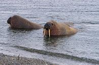 Walrus van Merijn Loch thumbnail