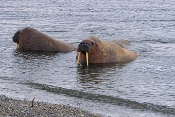 Walrus sur Merijn Loch