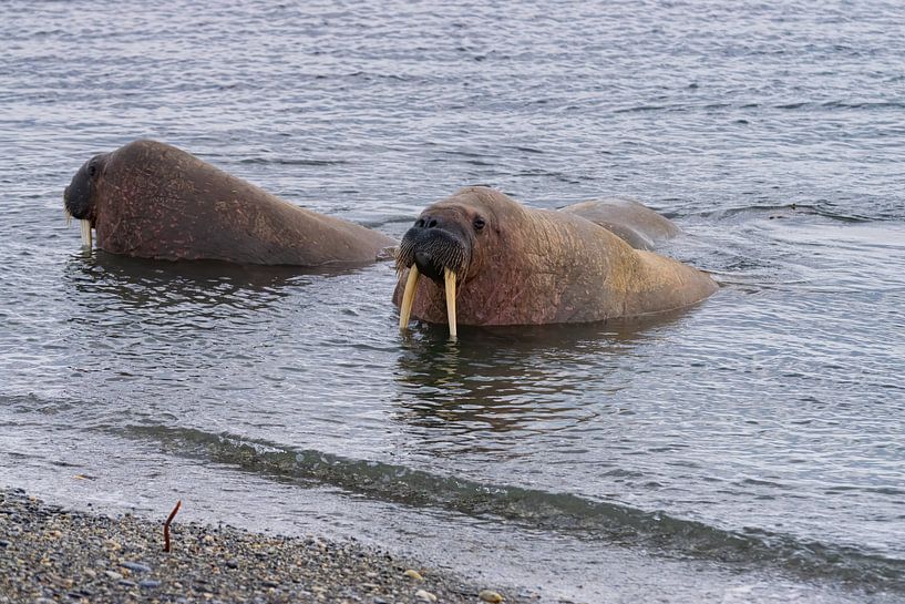 Walrus van Merijn Loch