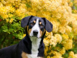 Entlebucher Mountain dog portrait by Katho Menden