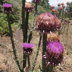 Distels sur Adrie Berg