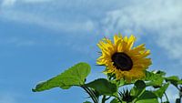 Sonnenblume von Ostsee Bilder Miniaturansicht