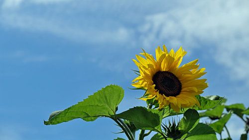Sonnenblume