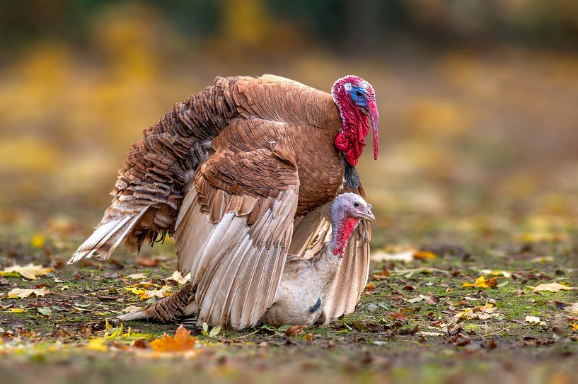 kalkoen en hen paring van Mario Plechaty Photography