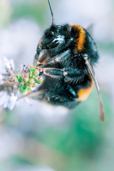Bumblebee in the moors by Shanna van Mens Fotografie