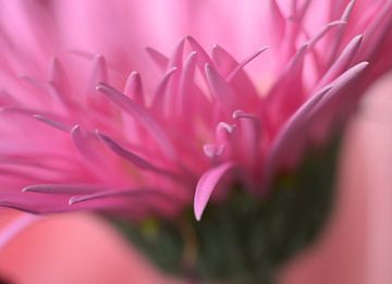 Soft focus bloem van Huub Westendorp