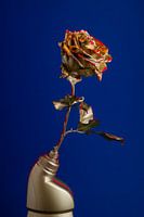 Golden Rose