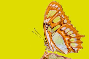 Malachiet vlinder - Siproeta stelenes
