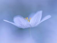 Wood anemone in blue