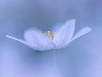 Wood anemone in blue by Erik Veldkamp