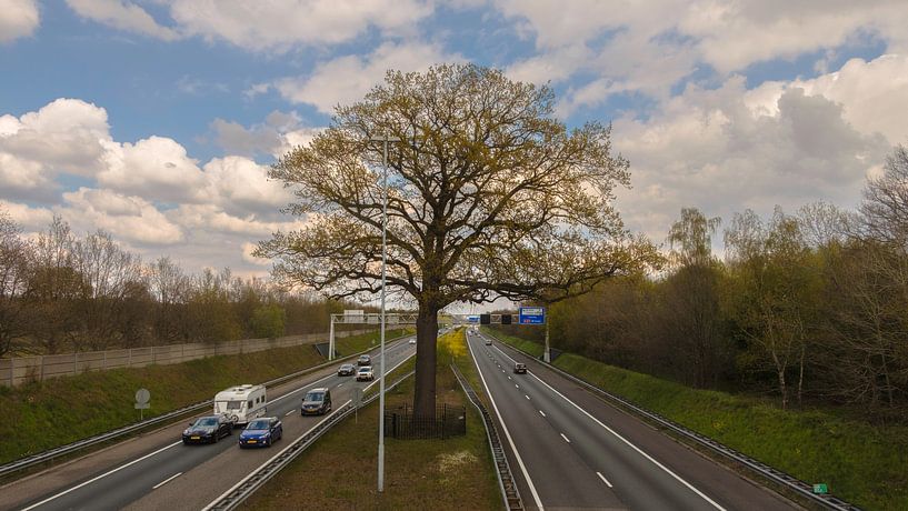 Anneville Oak by Freddie de Roeck