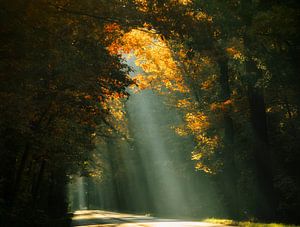 Here Comes the Sun (Zonnestralen in het bos) van Kees van Dongen