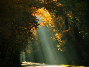 Hier kommt die Sonne (Sonnenstrahlen in den Wäldern)