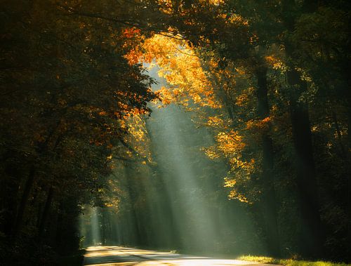 Here Comes the Sun (Zonnestralen in het bos)