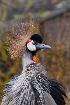 Boze schoonheid Zwart gekroonde kraanvogel close-up met gespreide veren en gouden kuif in profiel van Michael Semenov