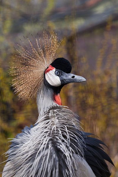 Angry beauty Black crowned crane close-up with spread feathers and golden crest in profile by Michael Semenov