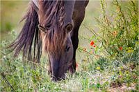 Grazing middle flowers