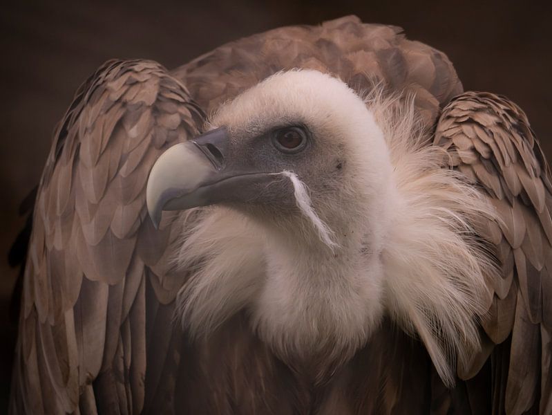 The Griffon Vulture by Willemijn Wolthaus