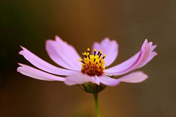 Roze Cosmos bloem