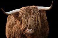 Highland cattle - Bos taurus taurus by Thomas Marx thumbnail