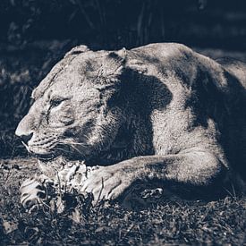 Mijn prooi! Een prachtige leeuw kauwt zijn prooi in Serengeti Park Resort Zoo van Jakob Baranowski - Photography - Video - Photoshop