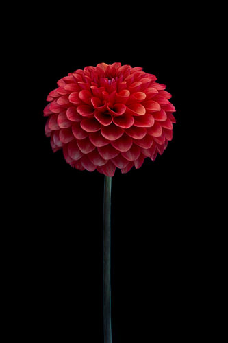 Dahlia III