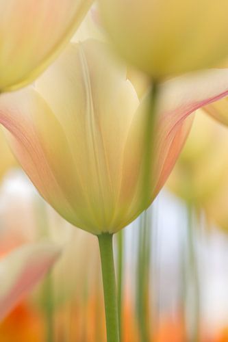 Tulpen in pastel