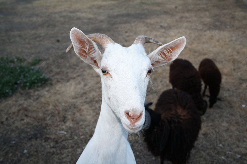 Geit &amp; schapen op Lesbos van Jetty Boterhoek