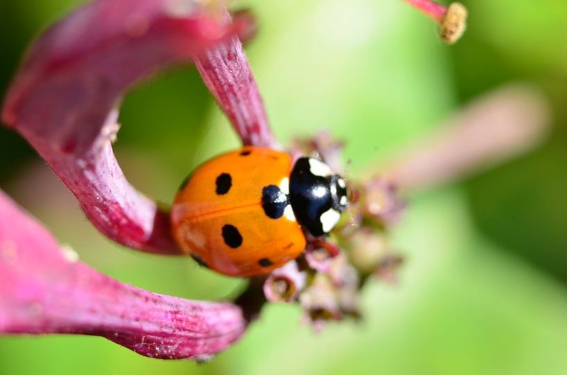 Ladybug by Erik Johansson